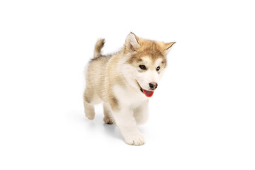 One little dog, cute beautiful Malamute puppy posing isolated over white background. Pet looks healthy and happy. Concept of care, love, animal life
