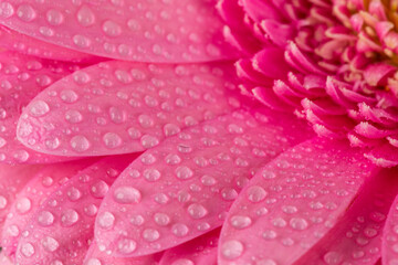 Pink Gerbera flower