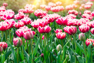 Pink tulips bloom under sunshine in the garden. tulip flowers in park, spring season	
