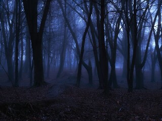 Spooky dark forest in the evening. Moody autumn woods in blue tones. Evil place. Magical forest with fog.