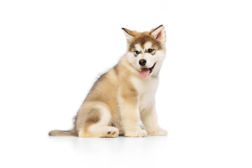 Studio shot of fluffy cute beautiful Malamute puppy posing isolated over white background. Pet looks healthy and happy. Concept of care, love, animal life
