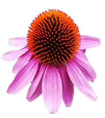 A pink Echinacea in full bloom. Close up. Cut out on a transparent background.