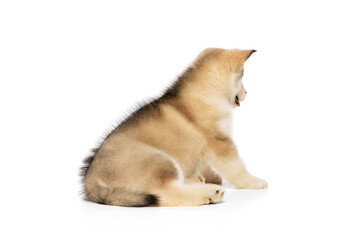 Back view of beautiful Malamute puppy lying on floor isolated over white studio background. Pet looks healthy and groomed. Concept of care, love, animal life