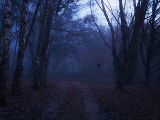 Scary dark forest in the evening. Gloomy autumn woods in blue tones. Dangerous place.