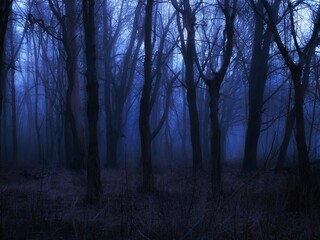 Spooky dark forest in the evening. Moody autumn woods in blue tones. Evil place. Magical forest with fog.