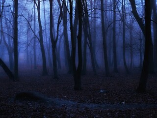 Spooky dark forest in blue tones. Foggy autumn woods in blue colors. Horror place. Gloomy forest at dusk.