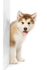 Fototapeta premium One little dog, cute beautiful Malamute puppy posing isolated over white background. Pet looks healthy and happy. Concept of care, love, animal life