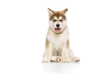 Obraz premium Studio shot of fluffy cute beautiful Malamute puppy posing isolated over white background. Pet looks healthy and happy. Concept of care, love, animal life