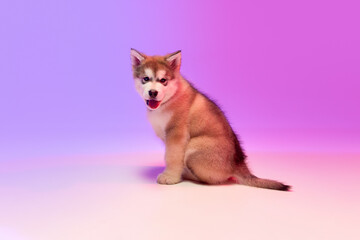 Portrait of cute charming puppy of Malamute dog looking at camera over lilac color background in neon light filter. Friend, love, care and animal health concept