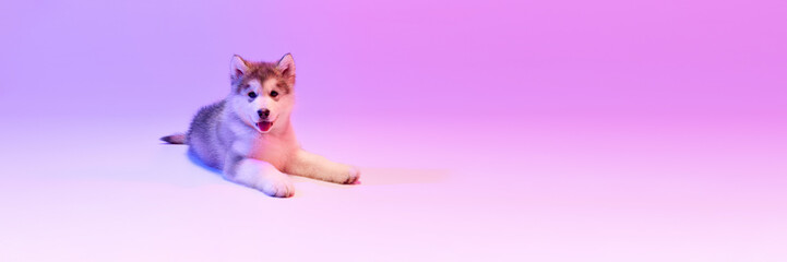 Portrait of cute charming puppy of Malamute dog looking at camera over lilac color background in neon light filter. Friend, love, care and animal health concept
