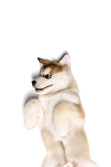 Obraz premium Funny little dog, cute beautiful Malamute puppy playing isolated over white background. Pet looks healthy and happy. Concept of care, love, animal life