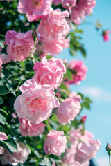 Fototapeta na wymiar 青空とピンク色の薔薇