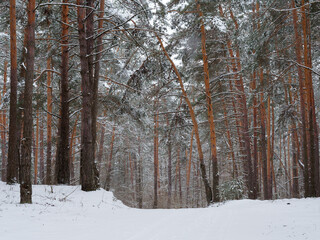 snowy winter in a pine forest it is snowing tree branches in the snow