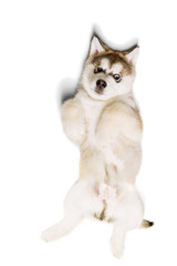 Obraz premium Funny little dog, cute beautiful Malamute puppy having fun isolated over white background. Pet looks healthy and happy. Concept of care, vet, animal life