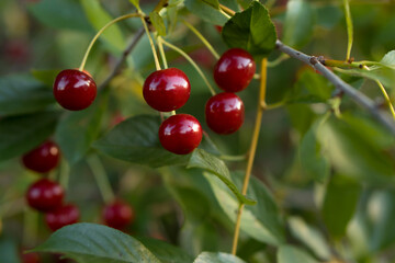 Red berries of cherry before harvest