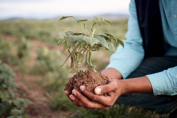Black man, hands and planting in soil agriculture, sustainability farming or future growth planning...