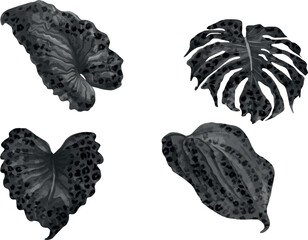 leaves isolated on white