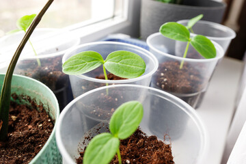 Young cucumber sprouts close-up standing on the windowsill, growing natural vegetables at home.