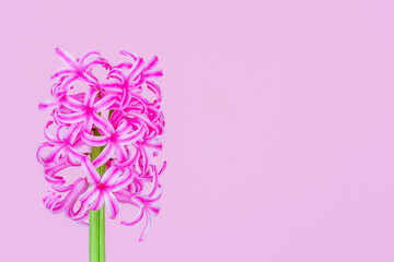 Pink hyacinth flower on pink background with copy space