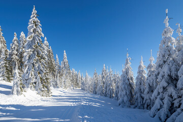 Winter landscape with path and trees under the snow. Winter scenery with cross country skiing way