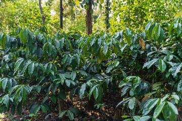 Coffee plantation in Karnataka state of India