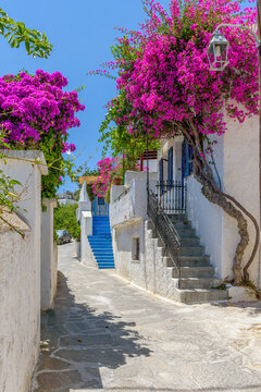 Fototapeta Traditional Cycladitic alley with a narrow street, whitewashed houses and a blooming bougainvillea in lefkes village, Paros island, Greece.