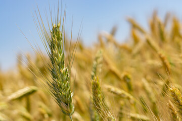 wheat fields under the sun