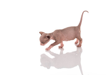 Canadian sphynx kitten