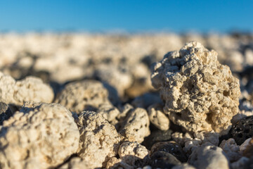 Detail of the white polychaetes that form the sand of the Las Popcorn beach. Fuerteventura, Canary Islands, Spain.