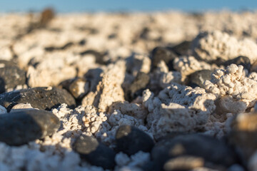 Detail of the white polychaetes that form the sand of the Las Popcorn beach. Fuerteventura, Canary Islands, Spain.