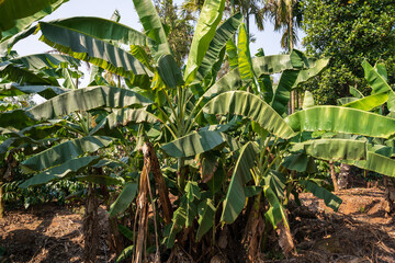 Banana Tree Plantation in Karnataka india