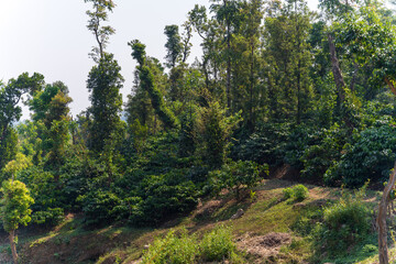 Coffee plantation in Karnataka state of India