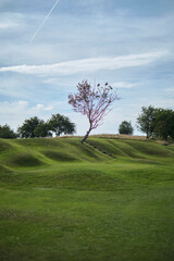 tree in the field