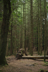 pine forest in the forest