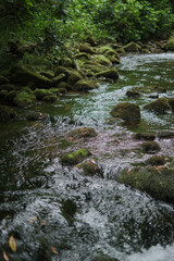 small river in the forest