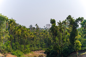 Fototapeta na wymiar Betel nut plantation. betel nut plantation with coffee plants.