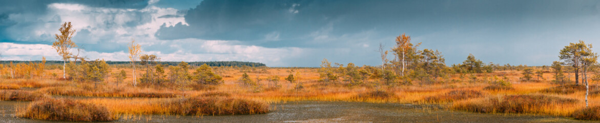 Fototapeta na wymiar Bright Dramatic Sky Above Wetland. Panoramic View On Natural Swamp. Nature Reserve At Summer Day.