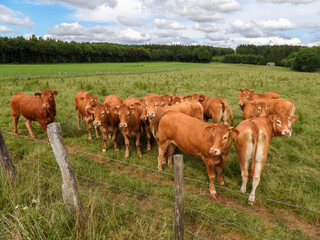 limousin young cows grazing in a field