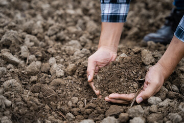 Farmers' expert hands check soil health before planting vegetable seeds or seedlings. Business idea or ecology.