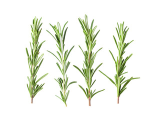 Rosemary isolated on transparent png