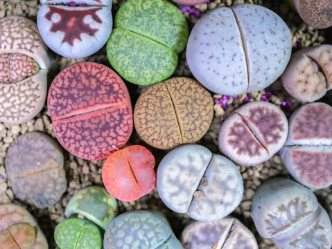 Colorful lithops cactus succulent plant.
