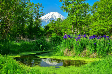 新緑のころ富士山とアヤメ
