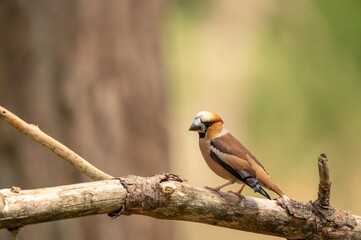 Gros bec casse noyaux