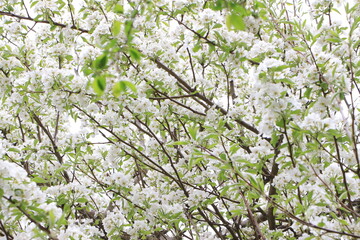 White flowers on cherry plums on tree branches. Selective focus