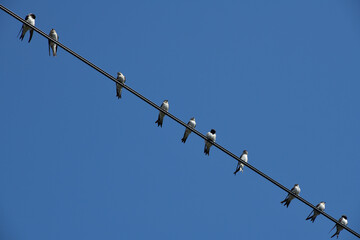 Fototapeta na wymiar Swallows on a wire,blue sky,Sofia,Bulgaria