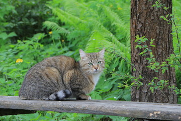 Naklejka na ściany i meble The cat is on the bench. Looks into the camera. Background of green grass and ferns