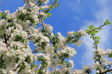 White and pink flowers on an apple tree. Blue sky background. Selective focus. Copy space