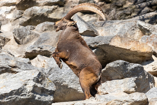 Ibex fighting - Steinbock