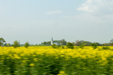 Rapeseed fields in Sweden