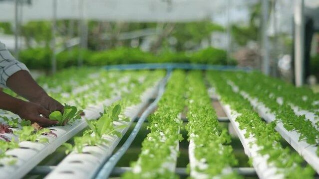 salad, green oak lettuce, hydroponics, agriculture, hand, gardener, vegetables, lettuce, garden, food, diet, plant, leaf, greenhouse, vegetable, nature, fresh, organic, healthy, root, vegetarian, herb